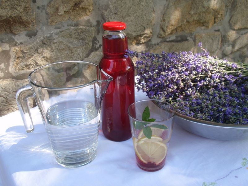 levandulovy-sirup-16.jpg